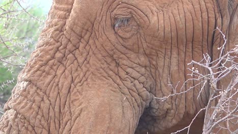 Extreme-Nahaufnahme-Eines-Afrikanischen-Elefanten,-Der-Sein-Abendessen-In-Der-Savanne-Kaut