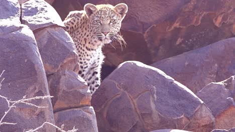 A-leopard-looks-down-from-a-perch-on-a-rock-cliff-on-safari-on-the-African-savannah-in-Namibia-1