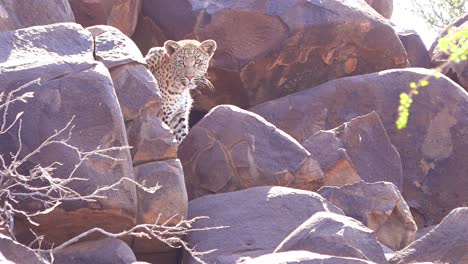 A-leopard-looks-down-from-a-perch-on-a-rock-cliff-on-safari-on-the-African-savannah-in-Namibia-2