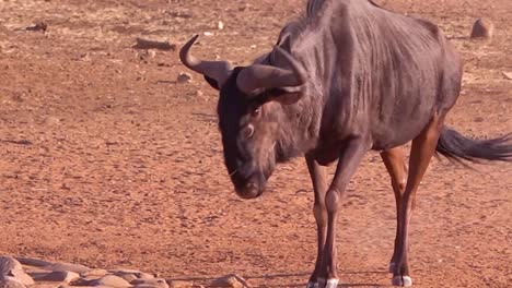 An-African-wildebeest-walks-to-a-watering-hole-in-Namibia-and-drinks