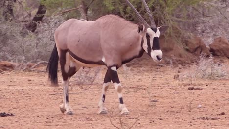 Eine-Afrikanische-Oryx-Antilope-Geht-Zu-Einer-Salzlecke-In-Namibia-Und-Trinkt