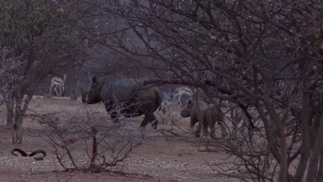 Seltenes-Spitzmaulnashorn-Und-Baby-Laufen-Durch-Den-Busch-In-Namibia