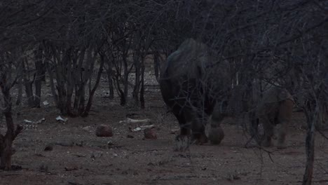 Rare-black-rhino-and-baby-walk-through-the-bush-in-Namibia-1