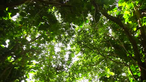 Low-angle-POV-of-jungle-canopy-overhead