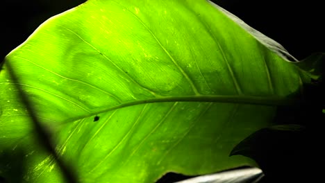 A-green-leaf