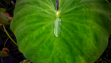 A-green-leaf-with-water-droplet
