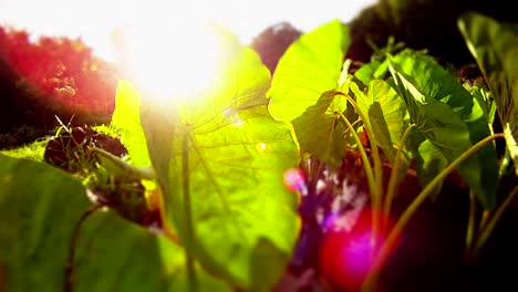 Beautiful-POV-shot-moving-back-from-green-leaves-and-plants-to-reveal-the-sun