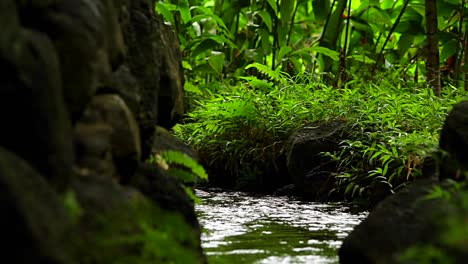 A-stream-through-a-tropical-forest