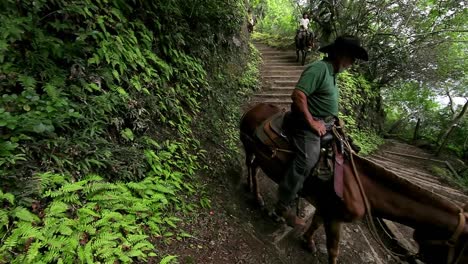 La-Gente-Monta-A-Caballo-Por-Un-Sendero-Estrecho-En-Hawaii-2