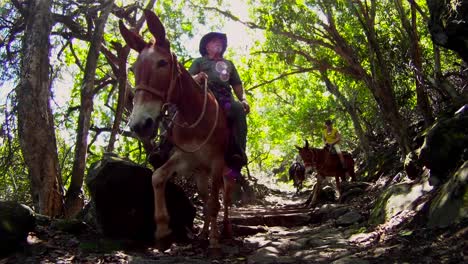 Menschen-Reiten-Auf-Pferden-Durch-Den-Dichten-Dschungel-In-Hawaii-1