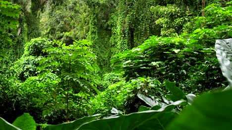 Beautiful-moving-shot-through-dense-green-jungle-paradise