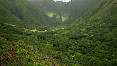 Slow-zoom-into-dense-jungle-paradise-in-Hawaii