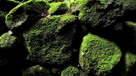 POV-moving-past-rocks-and-moss-and-lichen-in-a-rainforest