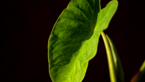 A-beautiful-green-leaf-against-a-black-background