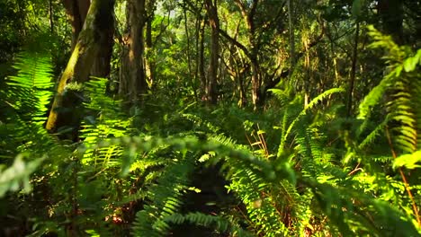POV-moving-through-a-jungle-or-rainforest
