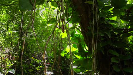 Langsame-Aufnahme-Durch-Dichten-Regenwald-Mit-Durchscheinender-Sonne