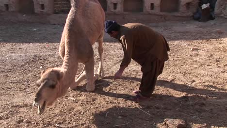 Ein-Mann-Und-Ein-Kamel-Im-Iran