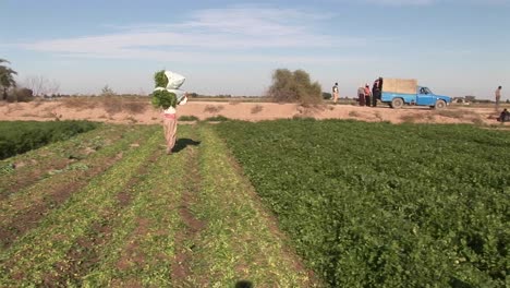 A-field-of-crops-in-Iran