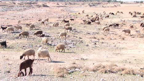 Goats-and-sheep-cross-a-barren-plain-in-Iran