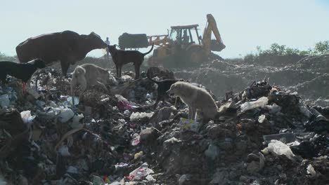 Dogs-and-a-cow-walk-through-a-garbage-dump-as-a-crane-works