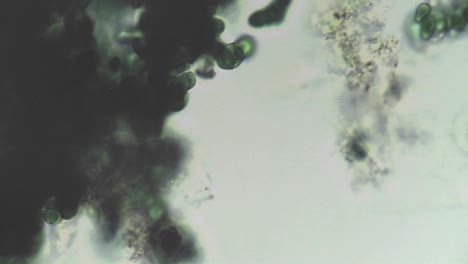 Vista-Microscópica-De-Un-Grupo-Oscuro-De-Algas-Que-Cambian-De-Ubicación-En-El-Cultivo-Moviéndose-Alrededor-Y-Fuera-De-Foco