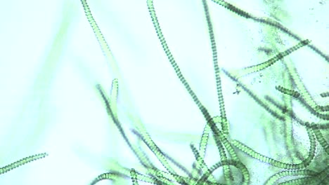 Microscopic-view-of-Spirulina-sp-blue-green-algae