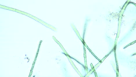 Mikroskopische-Ansicht-Von-Spirulina-Sp-Blaugrünalgen-1