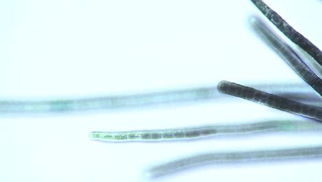 Vista-Microscópica-De-Phormidium-Alga-Verde-Azul-2