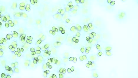 Mikroskopische-Ansicht-Von-Glocothece-Algen