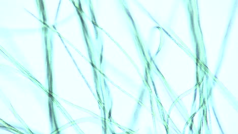 Mikroskopische-Ansicht-Von-Algenbändern-Oder--fäden-2