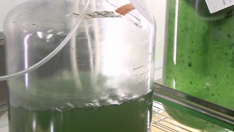 Algae-flask-in-a-shaker-Flasks-with-algae-are-shaken-in-order-to-allow-the-algae-to-grow-faster-than-without-movement