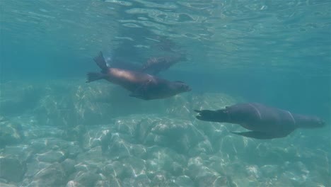 Baja-California-Seelöwen-Schwimmen-Und-Spielen-Unter-Wasser-In-Der-Nähe-Von-Los-Islotos