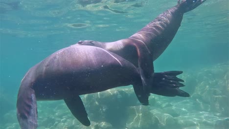 Baja-California-Seelöwen-Unterwasser-Los-Islotes-Mutterkuh-Und-Babywelpen-Spielen