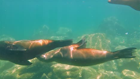 Baja-California-Seelöwen-Unterwasser-Los-Islotes-Baby-Stillen-Von-Mutterkuh