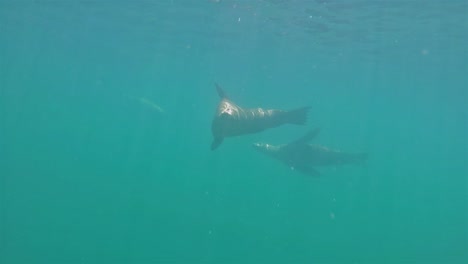 Baja-California-Seelöwen-Schwimmen-Unter-Wasser-Los-Islotes-Zeitlupenblasen