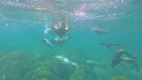 Baja-California-Seelöwen-Unterwasser-San-Pedro-Martir-Spielen-Und-Schwimmen