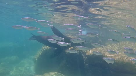 Baja-Fischschule-Seelöwe-Unterwasser-Los-Islets