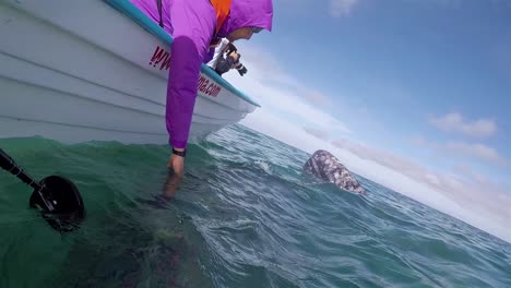 Tourists-lean-out-and-touch-Baja-Gray-Whales-underwater-from-panga-boat