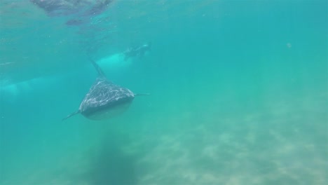 A-huge-Baja-Whale-Tiburón-underwater-swim-with-divers-in-La-Paz