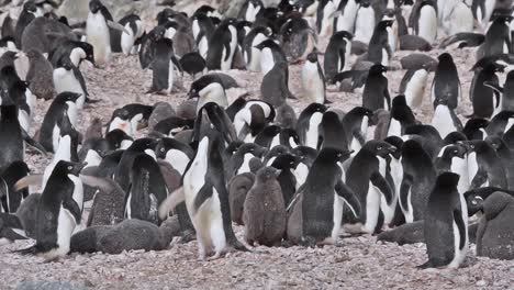 Antarktis-Adelie-Große-Pinguinkolonie,-Die-Auf-Felsen-Steht
