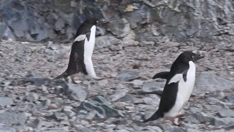 Antarctica-Adelie-penguin-running-across-rocks