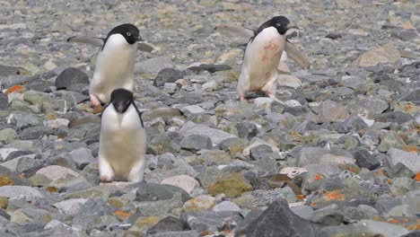 Antarctica-Adelie-penguin-running-across-rocks-1