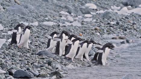 Antarktis-Adelie-Pinguine-Tauchen-In-Der-Arktis-In-Eine-Welle-Ein