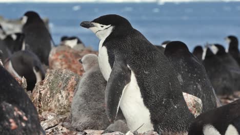 Antarctica-Chinstrap-Penguin-chick-and-adult-standing-on-rocks