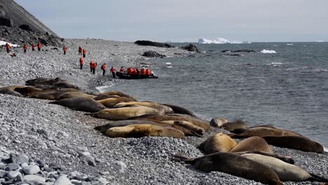 Touristen-Besuchen-Die-Antarktische-See-Elefanten-Jenny-Island-Auf-Einem-Zodiac-Floß