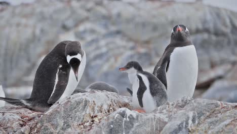 Antarctica-Gentoo-Penguin-chicks-on-Livingstone-Island