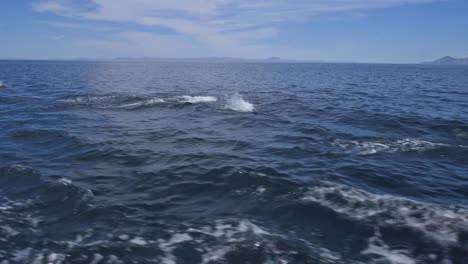 Baja-Delfine-Reiten-Auf-Einem-Kielwasser-Und-Springen-In-Der-Nähe-Vom-Boot