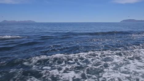 Baja-Delfine-Reiten-Auf-Einem-Kielwasser-Und-Springen-Nah-Vom-Boot-1
