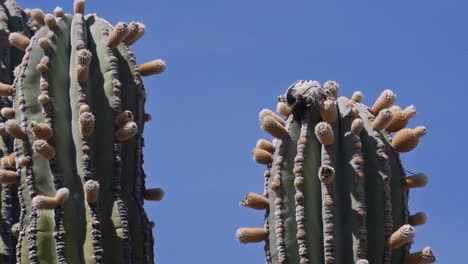 Baja-Isla-Esteban-Mexiko-Wüste-Cardon-Kaktus-Und-Leguan-Essen-Blume