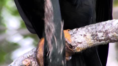 Ein-Schwarzer-Vogel-Kratzt-Sich-In-Den-Everglades-Von-Floridaflor